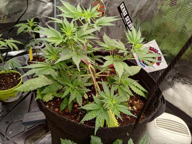My Watchtower - Sectio aurea. Week 7