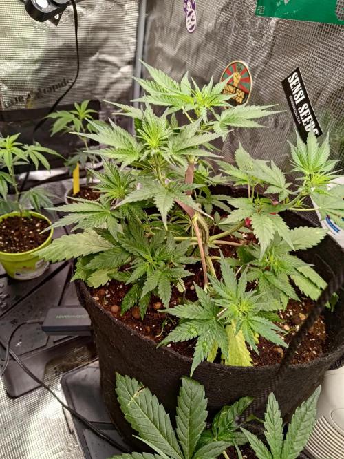 My Watchtower - Sectio aurea. Week 7