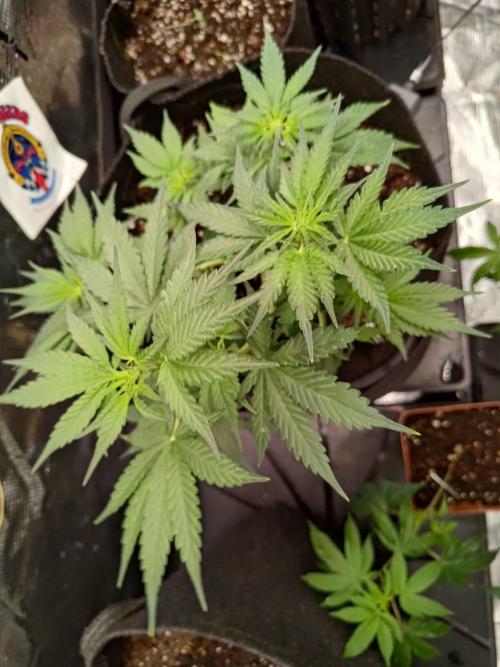 My Watchtower - Sectio aurea. Week 8