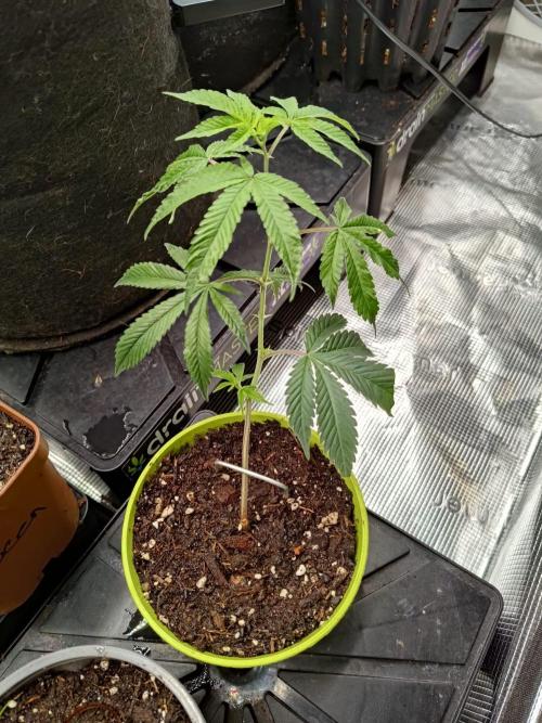 It is a blessing. Week 4
