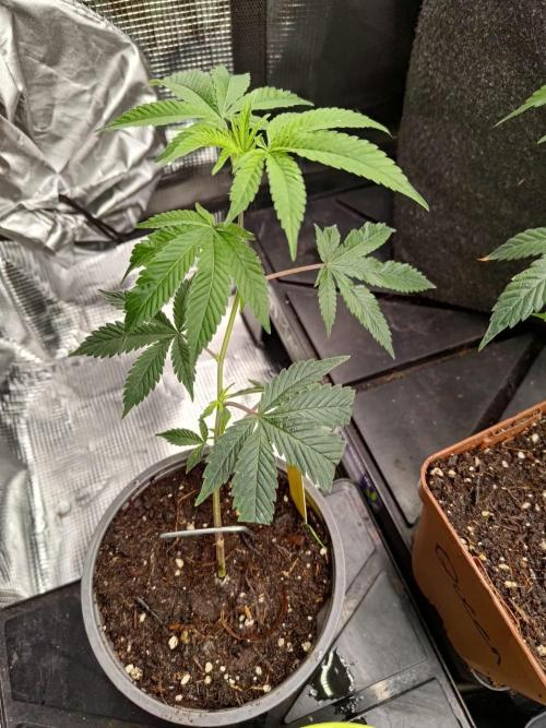 It is a blessing. Week 4