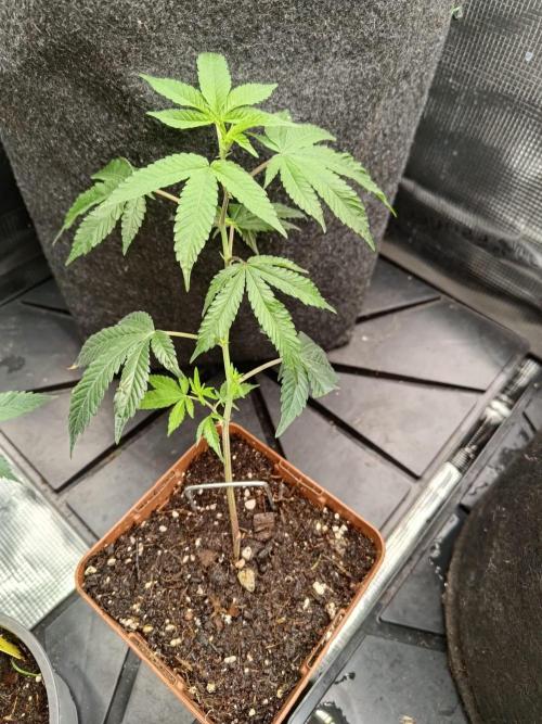 It is a blessing. Week 4