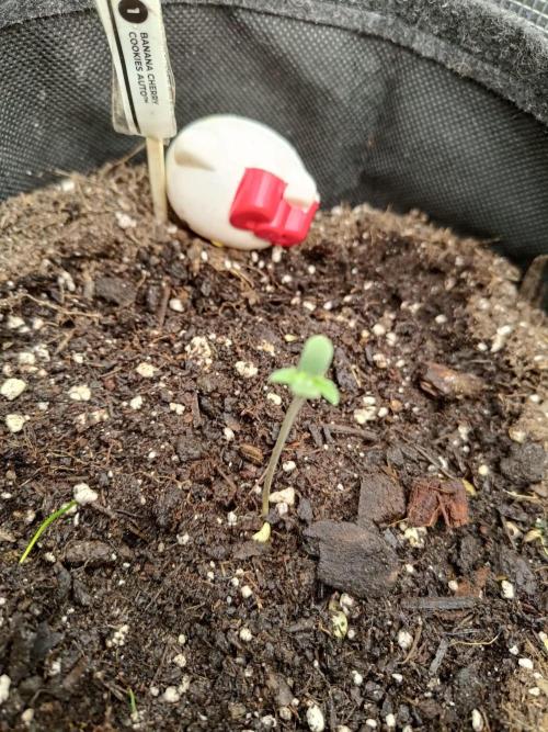 Banana Cherry Cookies Auto. Week 1