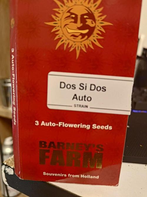 Dos Si Dos Auto. Week 0