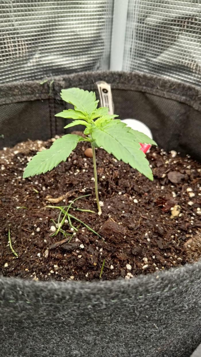 Banana Cherry Cookies Auto Fast Buds. Week 2
