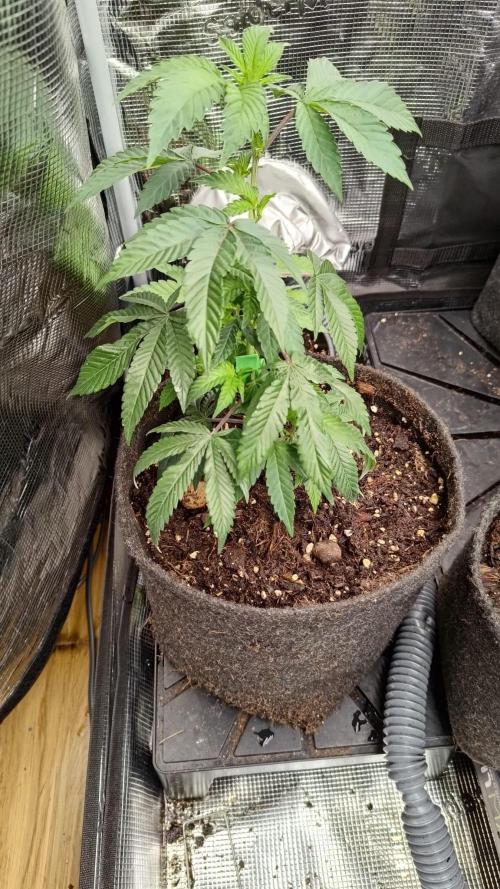 It is a blessing. Week 5
