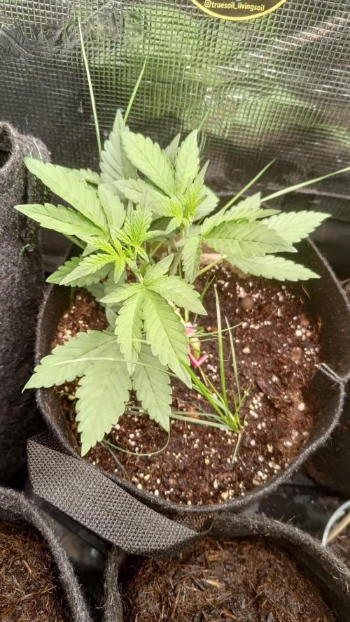 Frostbanger Auto. Week 4