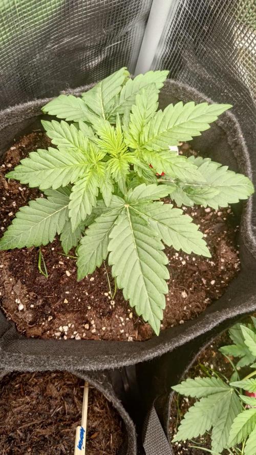 Frostbanger Auto. Week 4