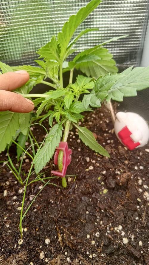 Banana Cherry Cookies Auto Fast Buds. Week 4