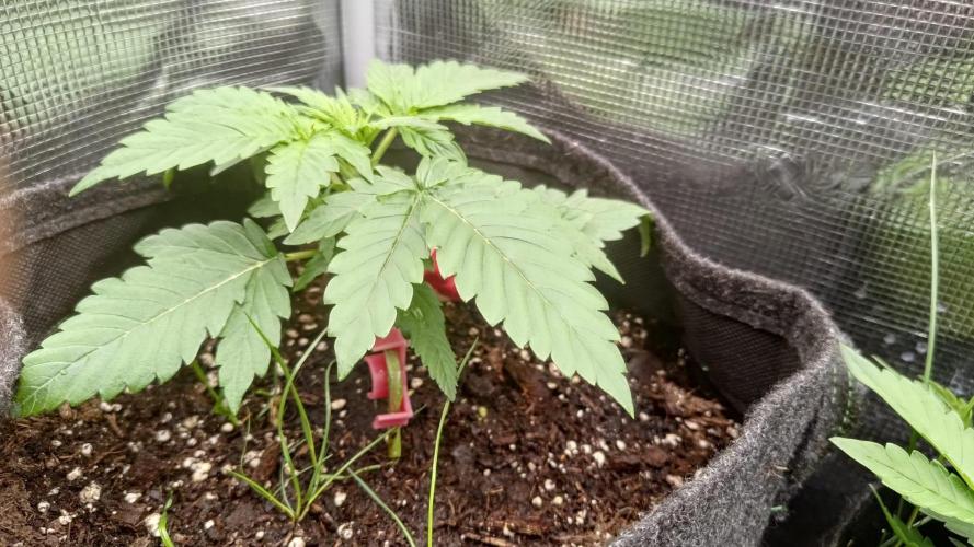 Banana Cherry Cookies Auto Fast Buds. Week 4