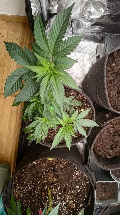 It is a blessing. Week 6
