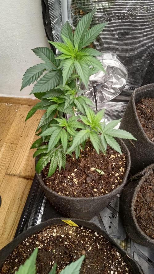 It is a blessing. Week 6