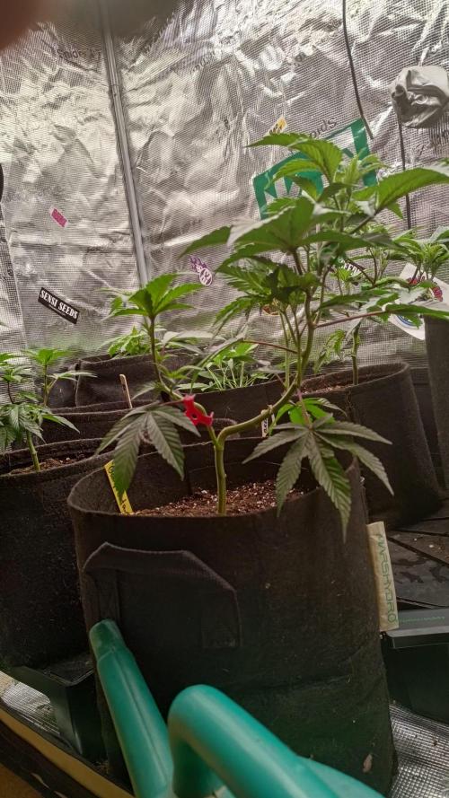 It is a blessing. Week 6