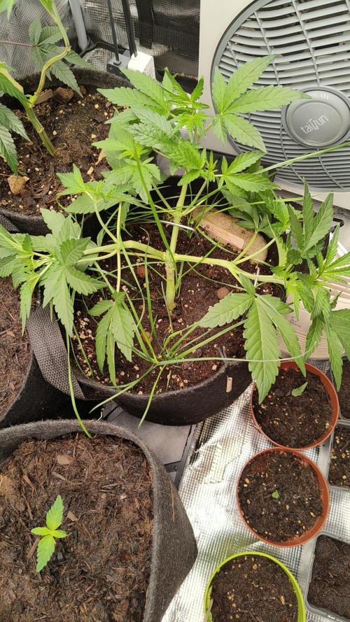 Frostbanger Auto. Week 4