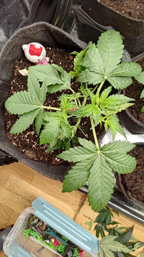 Banana Cherry Cookies Auto Fast Buds. Week 4