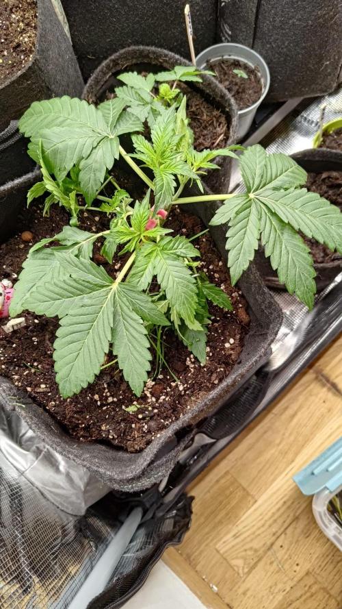 Banana Cherry Cookies Auto Fast Buds. Week 4