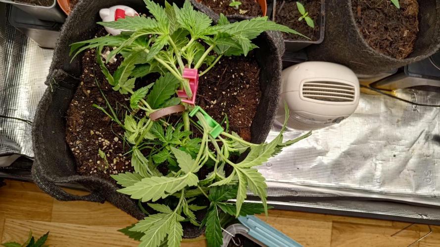 Banana Cherry Cookies Auto Fast Buds. Week 5