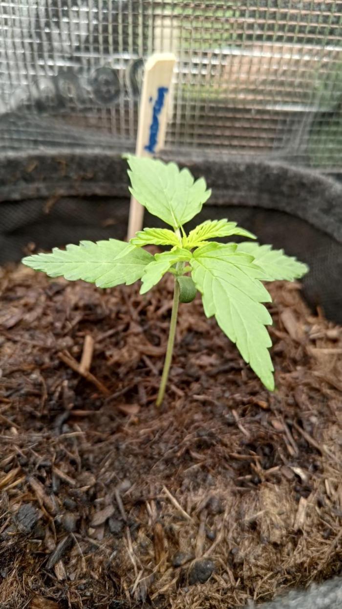 My Haze in my Space. Week 0