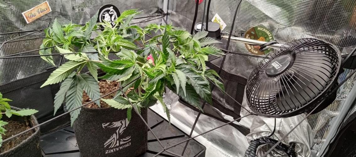 FB-Banger´-+4_2_0__. Week 5