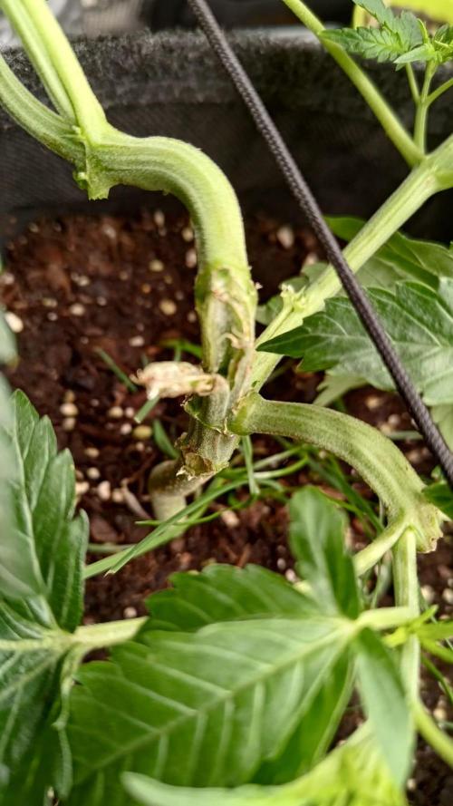 Banana Cherry Cookies Auto Fast Buds. Week 5 - bisschen übertrieben habe Ich, hab auch gehört das Quätscherei und sowas gut ser