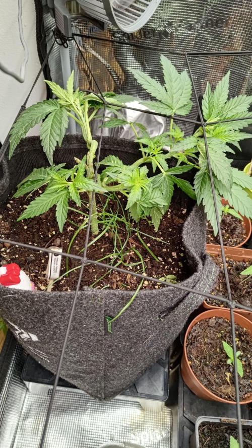 Banana Cherry Cookies Auto Fast Buds. Week 5
