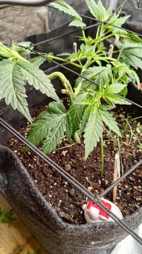 Banana Cherry Cookies Auto Fast Buds. Week 5