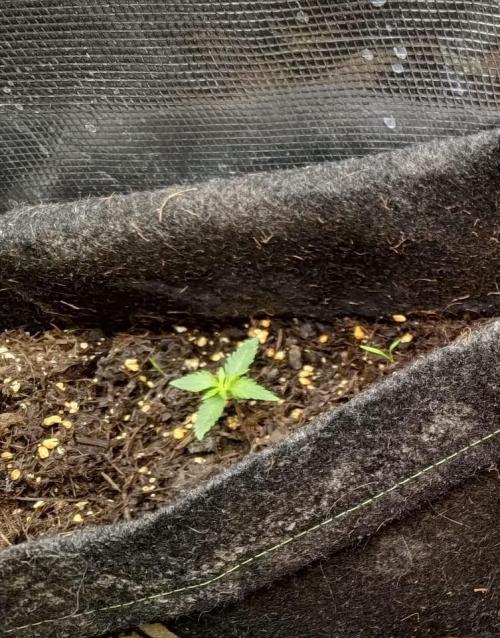 Alderaan Cookies. Week 1