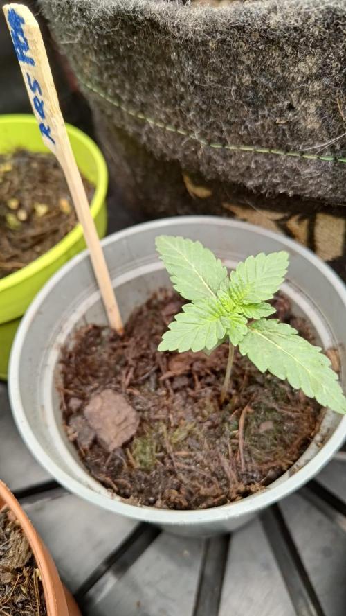 Original Gangster Queen. Week 1