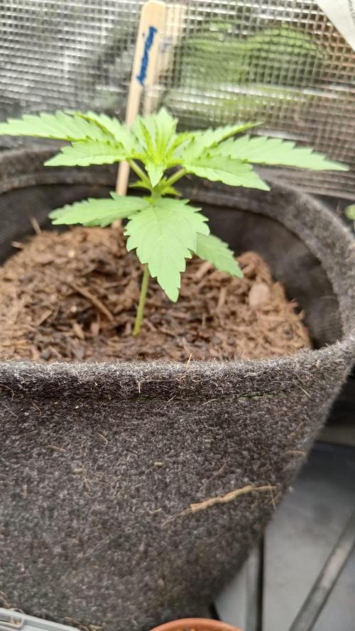 My Haze in my Space. Week 1