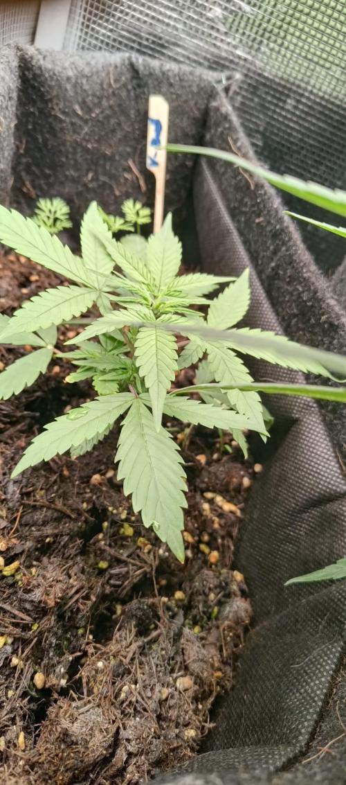 Alderaan Cookies. Week 3
