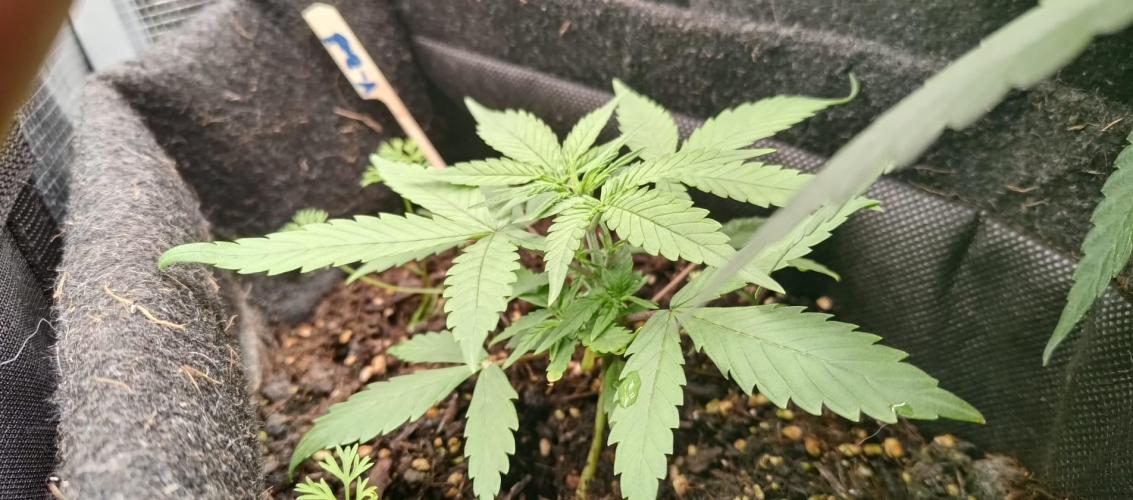 Alderaan Cookies. Week 3