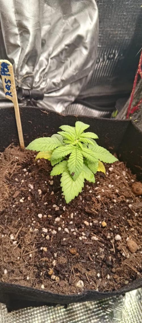 Original Gangster Queen. Week 3