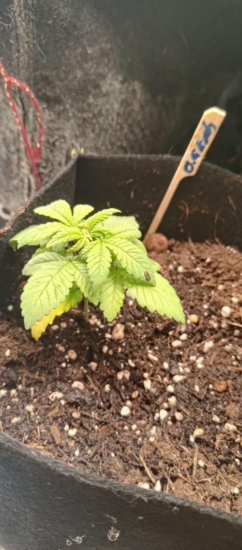 O.G. Kush. Week 3