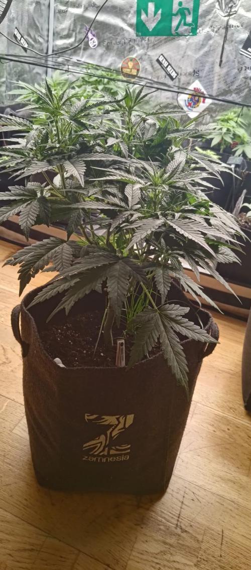 Banana Cherry Cookies Auto Fast Buds. Week 7