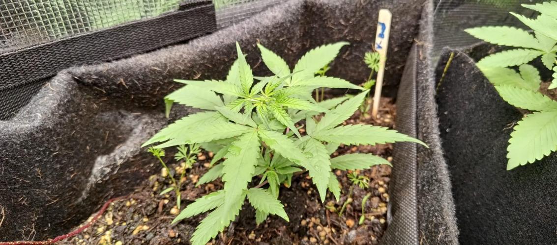 Alderaan Cookies. Week 3