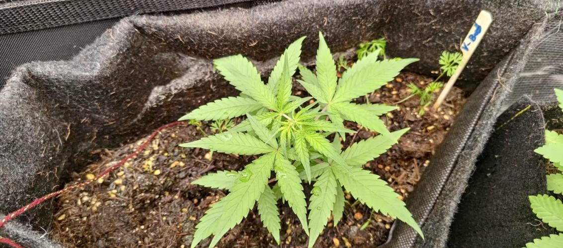 Alderaan Cookies. Week 3
