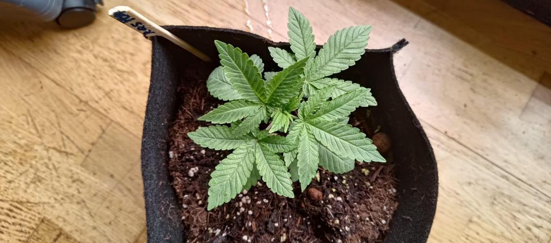 Original Gangster Queen. Week 3