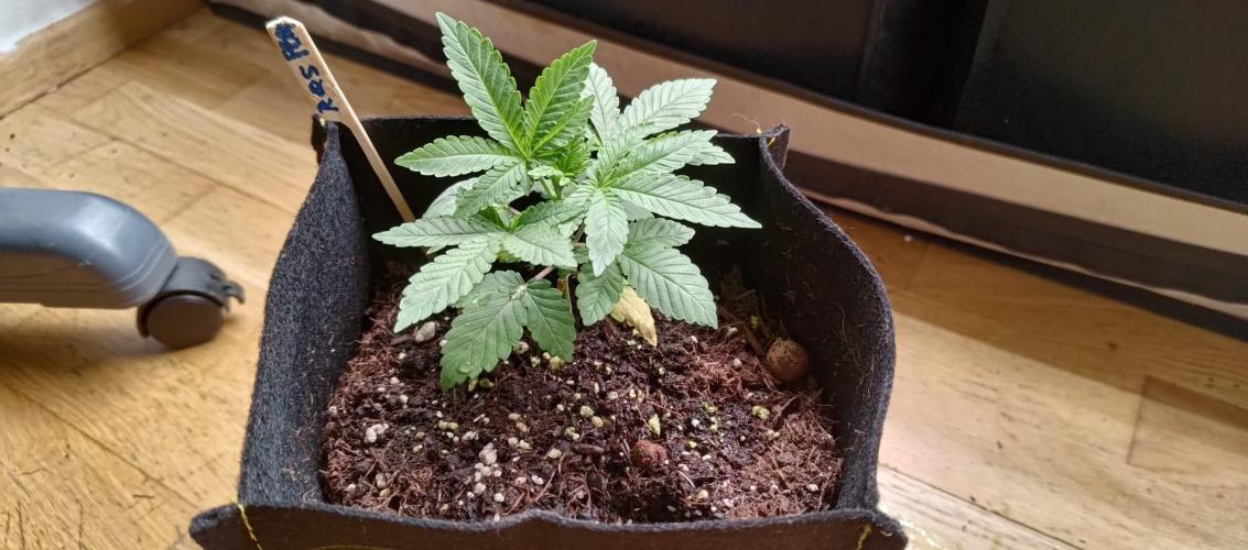 Original Gangster Queen. Week 3