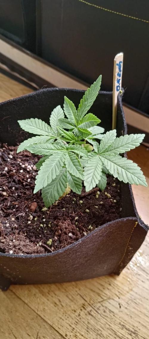 O.G. Kush. Week 3