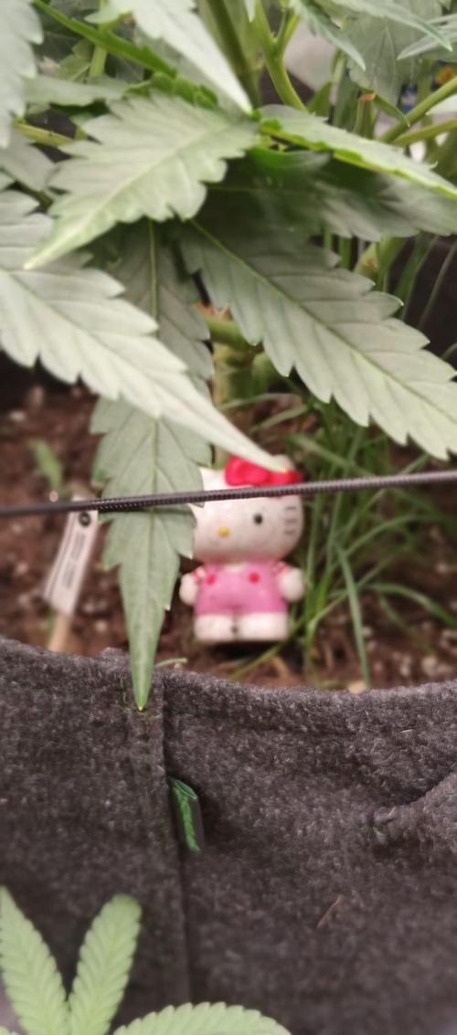 Frostbanger Auto. Week 5
