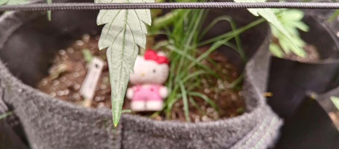 Banana Cherry Cookies Auto. Week 8