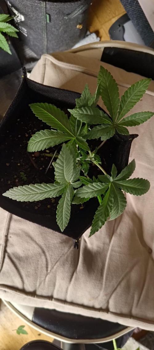 Original Gangster Queen. Week 4