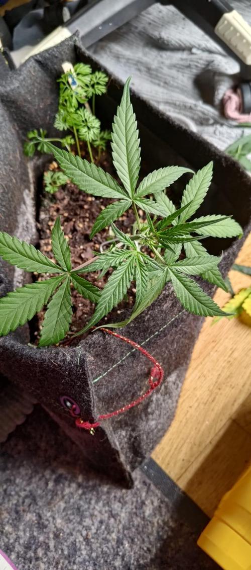 Alderaan Cookies. Week 4