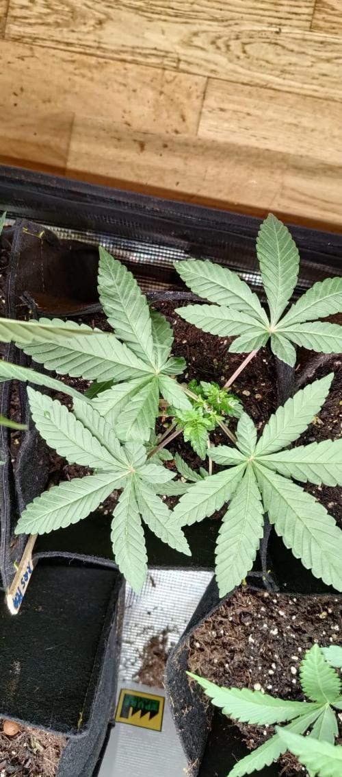 Original Gangster Queen. Week 4