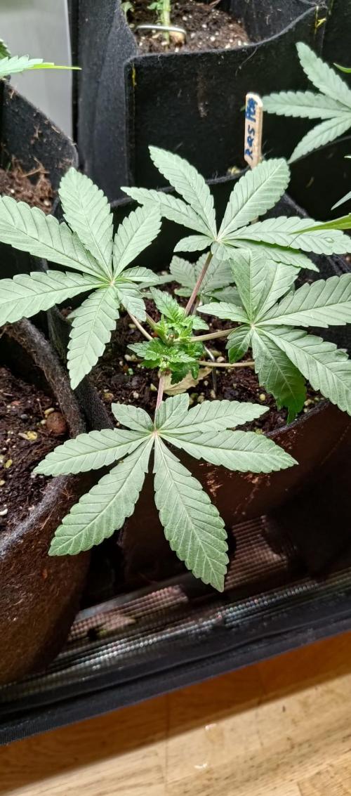 Original Gangster Queen. Week 4