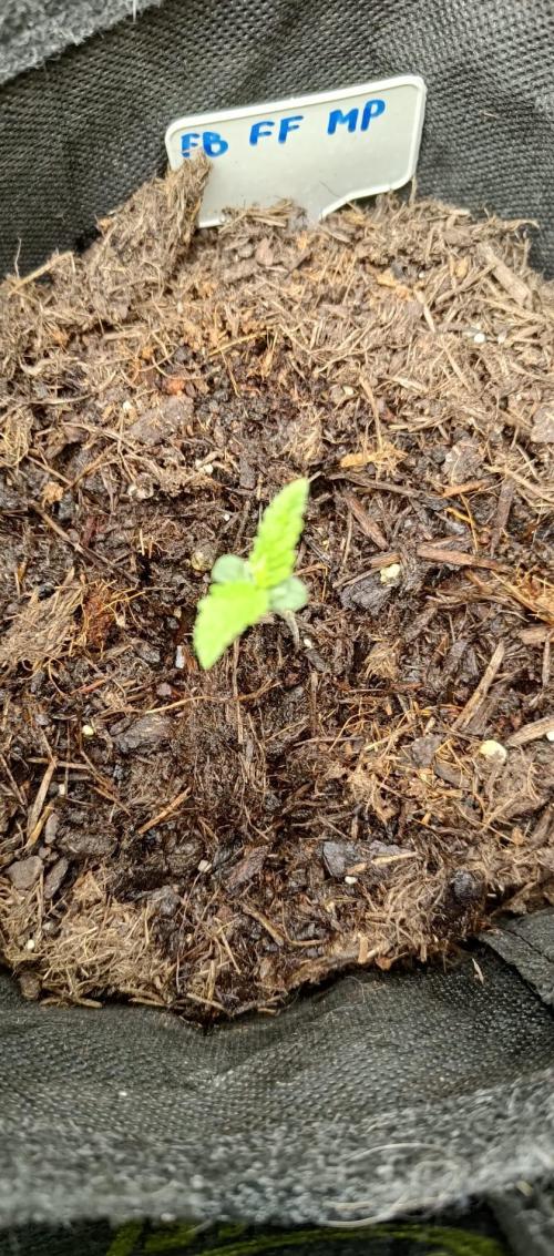 420 Fast Surprise Rocket. Week 1