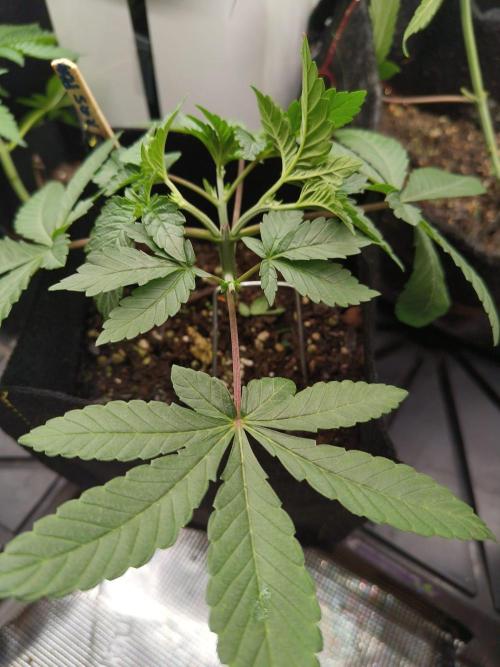 O.G. Kush. Week 4