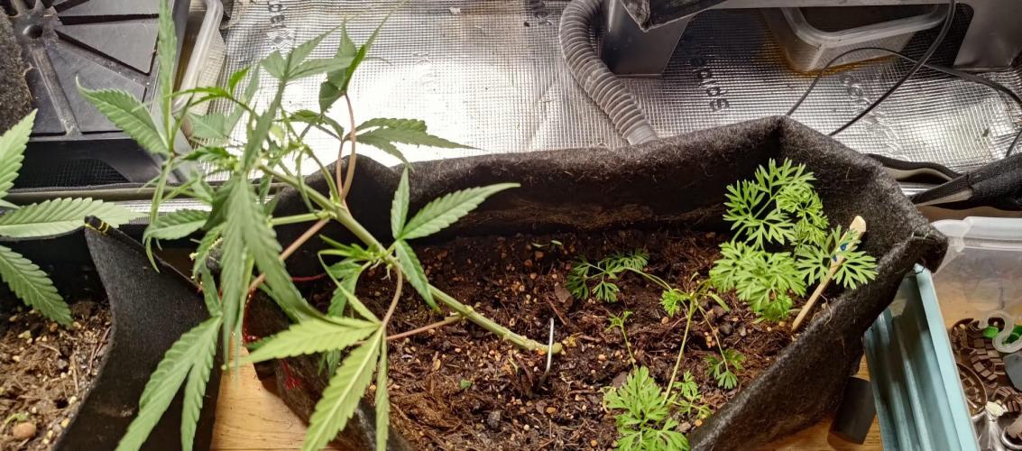 Alderaan Cookies. Week 4