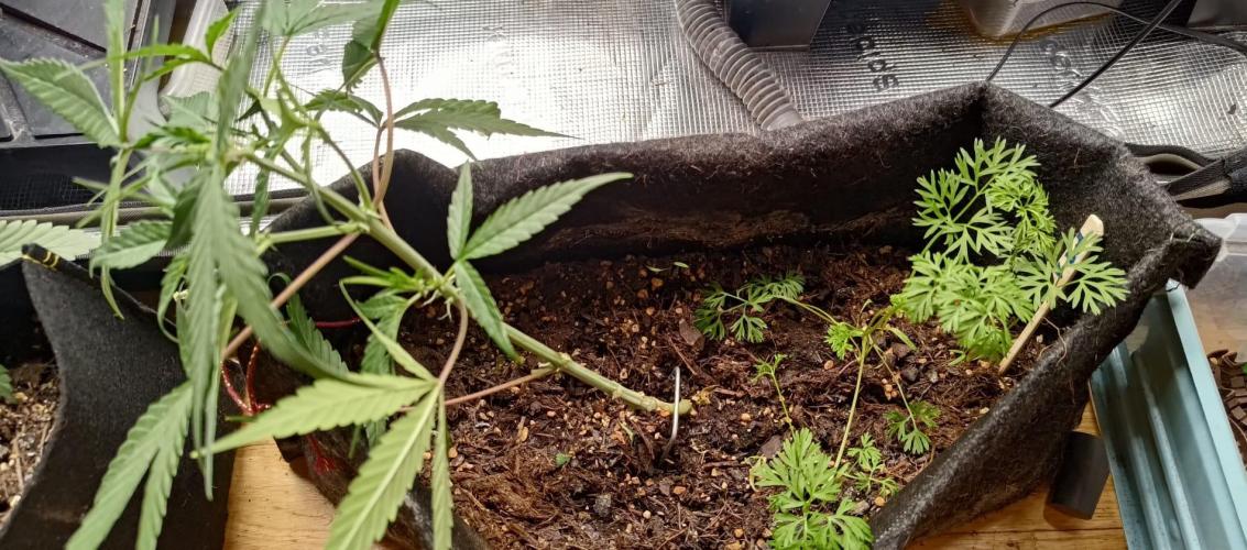 Alderaan Cookies. Week 4