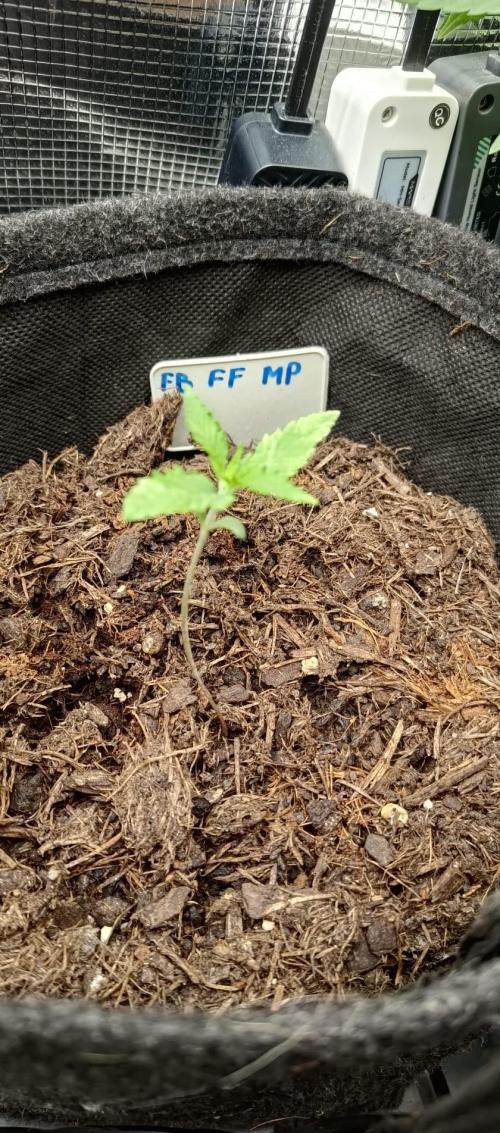 Mix Pack FF. Week 1